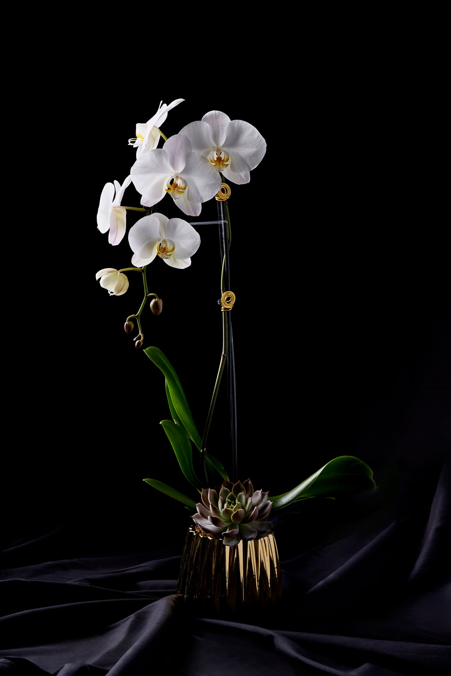 Designer's Orchid #1