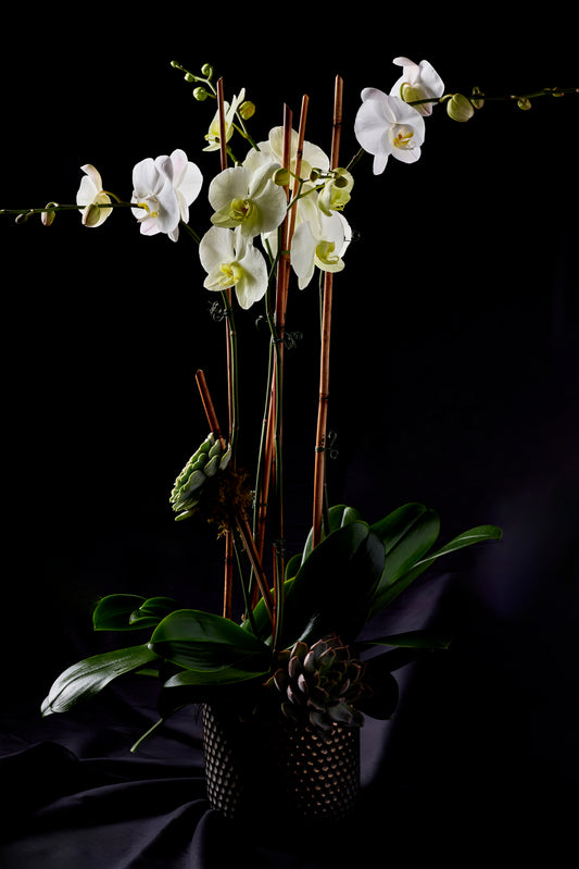 Designer's Orchid #2