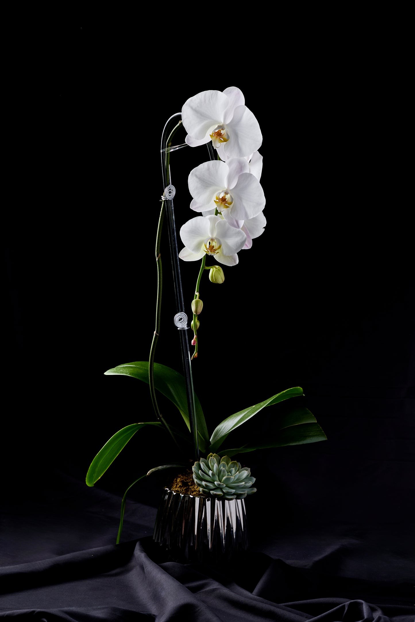 Designer's Orchid #1