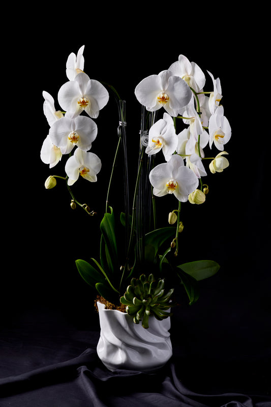 Designer's Orchid #3