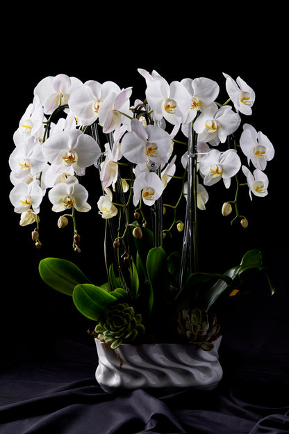 Designer's Orchid #4